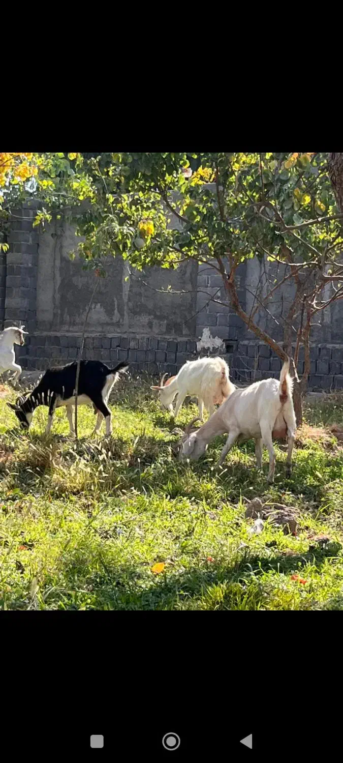 بز سانن|حیوانات مزرعه|محمدشهر, محمدشهر|دیوار