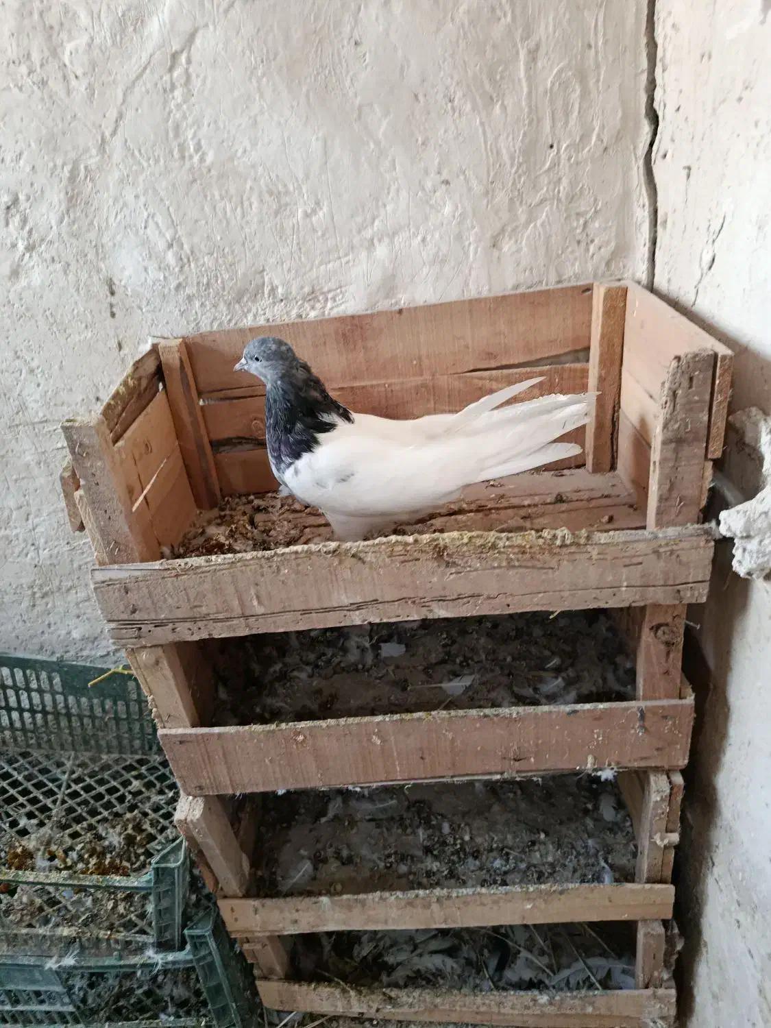 گوی باش تعدادی تهرانی|پرنده|بستان آباد, |دیوار