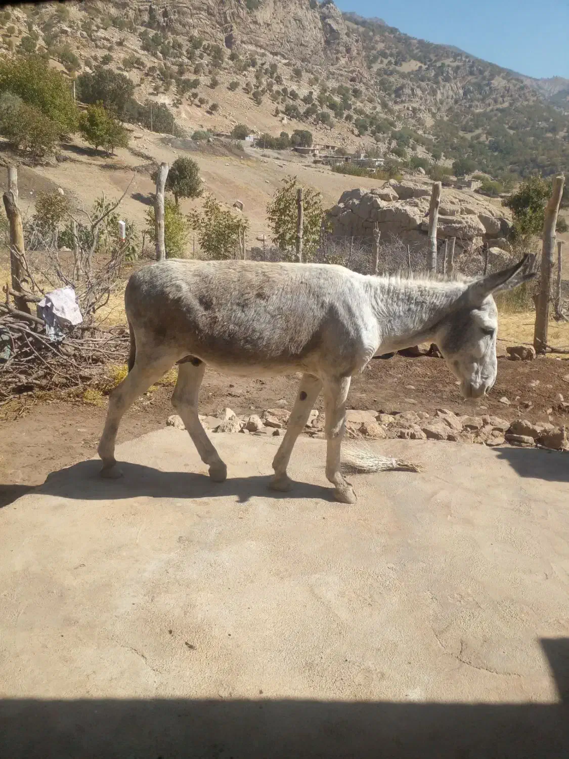 الاغ آرم و زرنگ|حیوانات مزرعه|الیگودرز, |دیوار