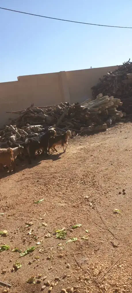 فروش بزغاله|حیوانات مزرعه|نجف‌آباد, حومه نجف آباد|دیوار