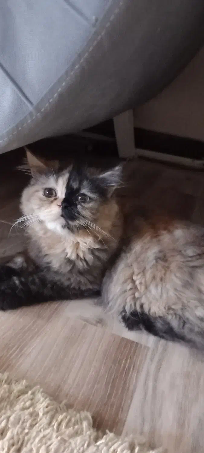 واگذاری گربه پرشین|گربه|تهران, مشیریه|دیوار