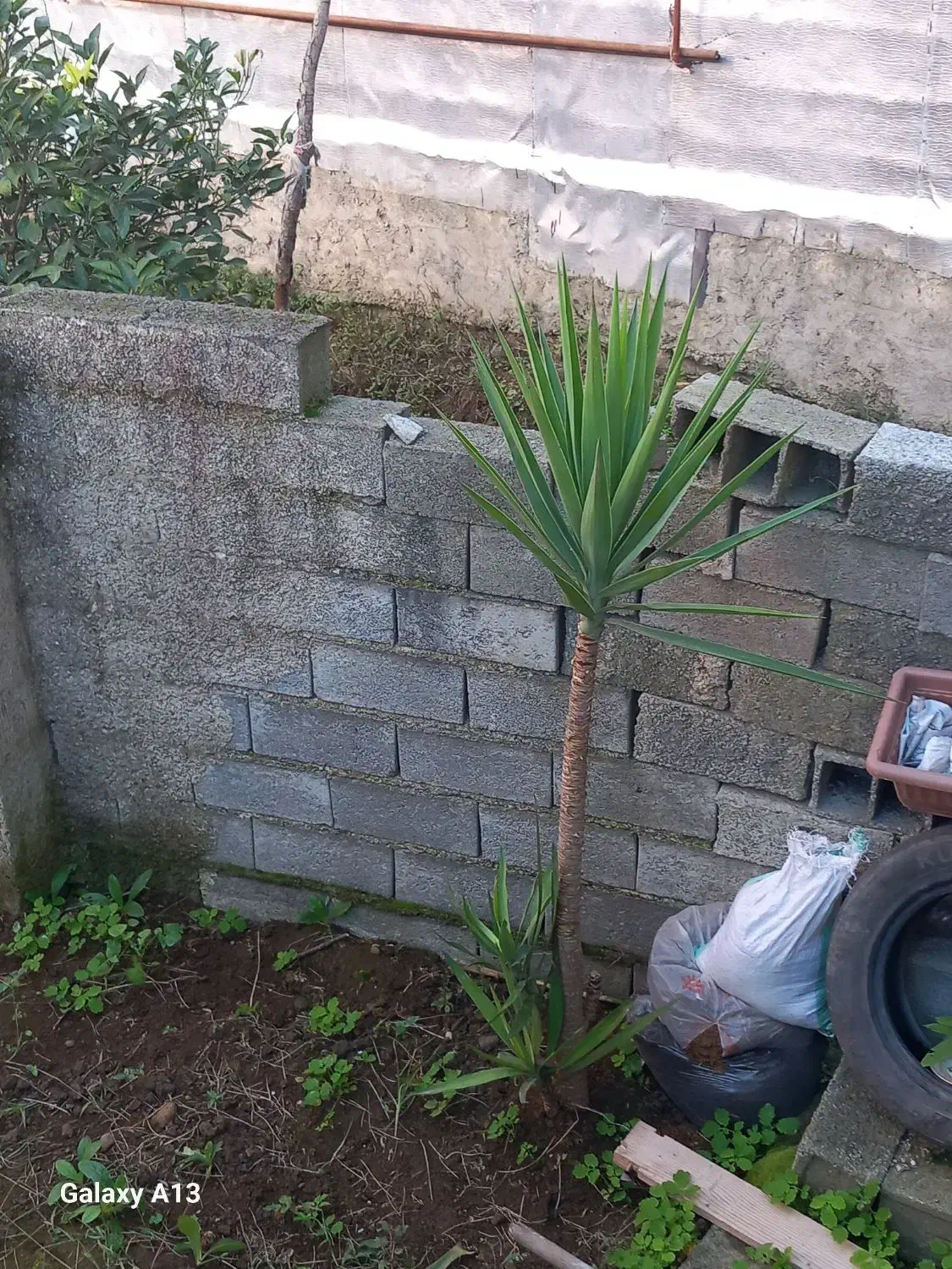 فروش گل|گل و گیاه طبیعی|اطاقور, |دیوار