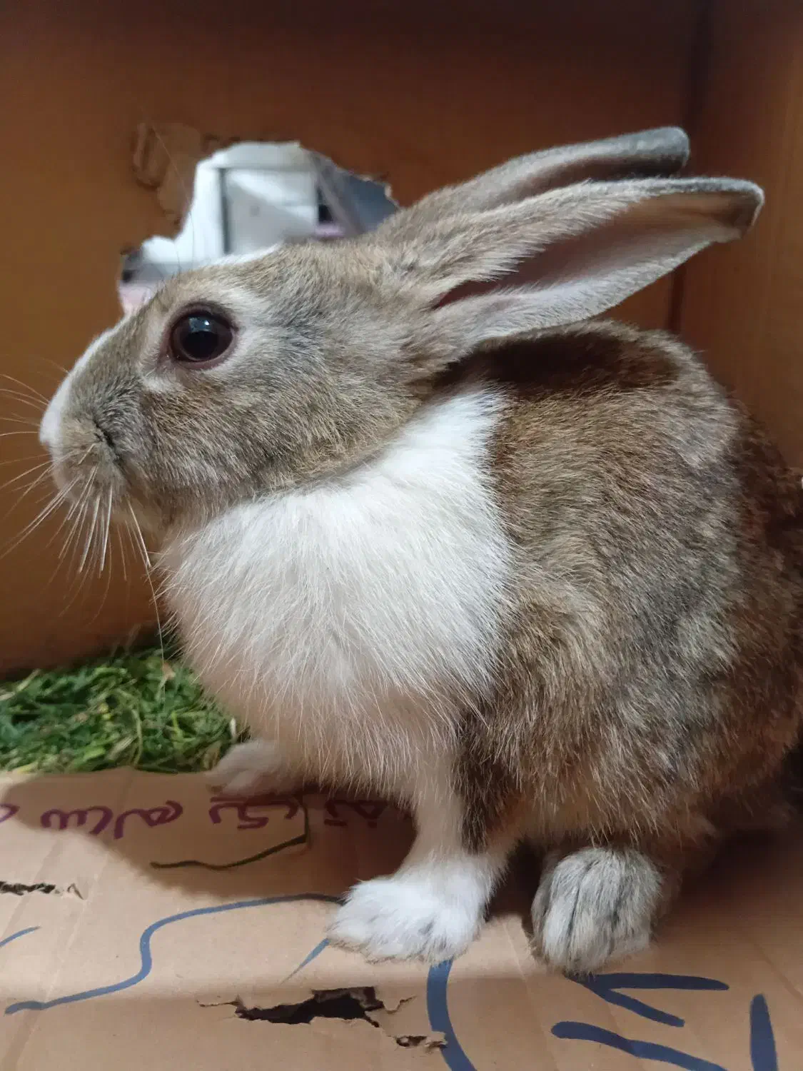 خرگوش|موش و خرگوش|بیرجند, |دیوار