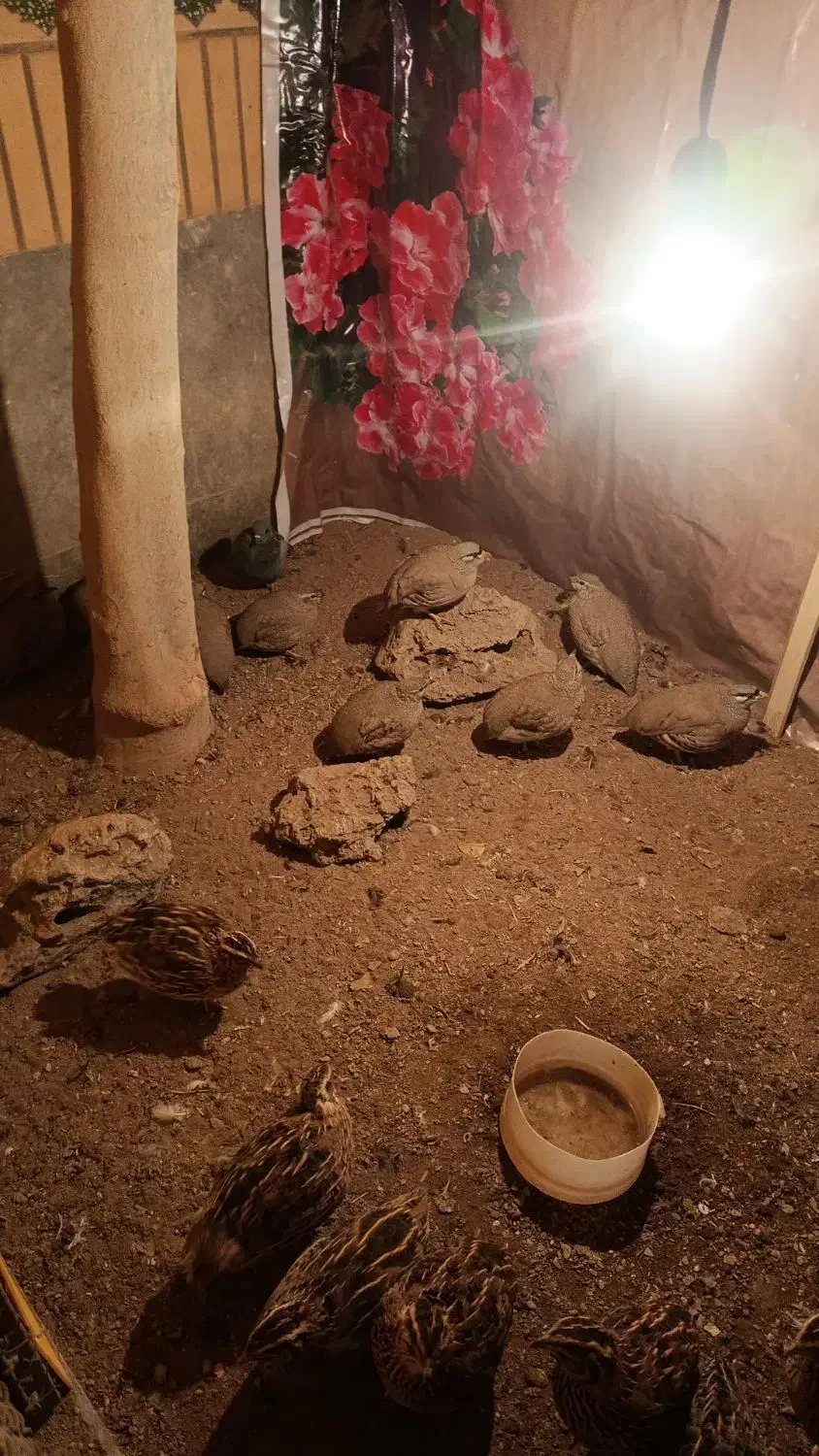 بلدرچین|پرنده|خاش, |دیوار