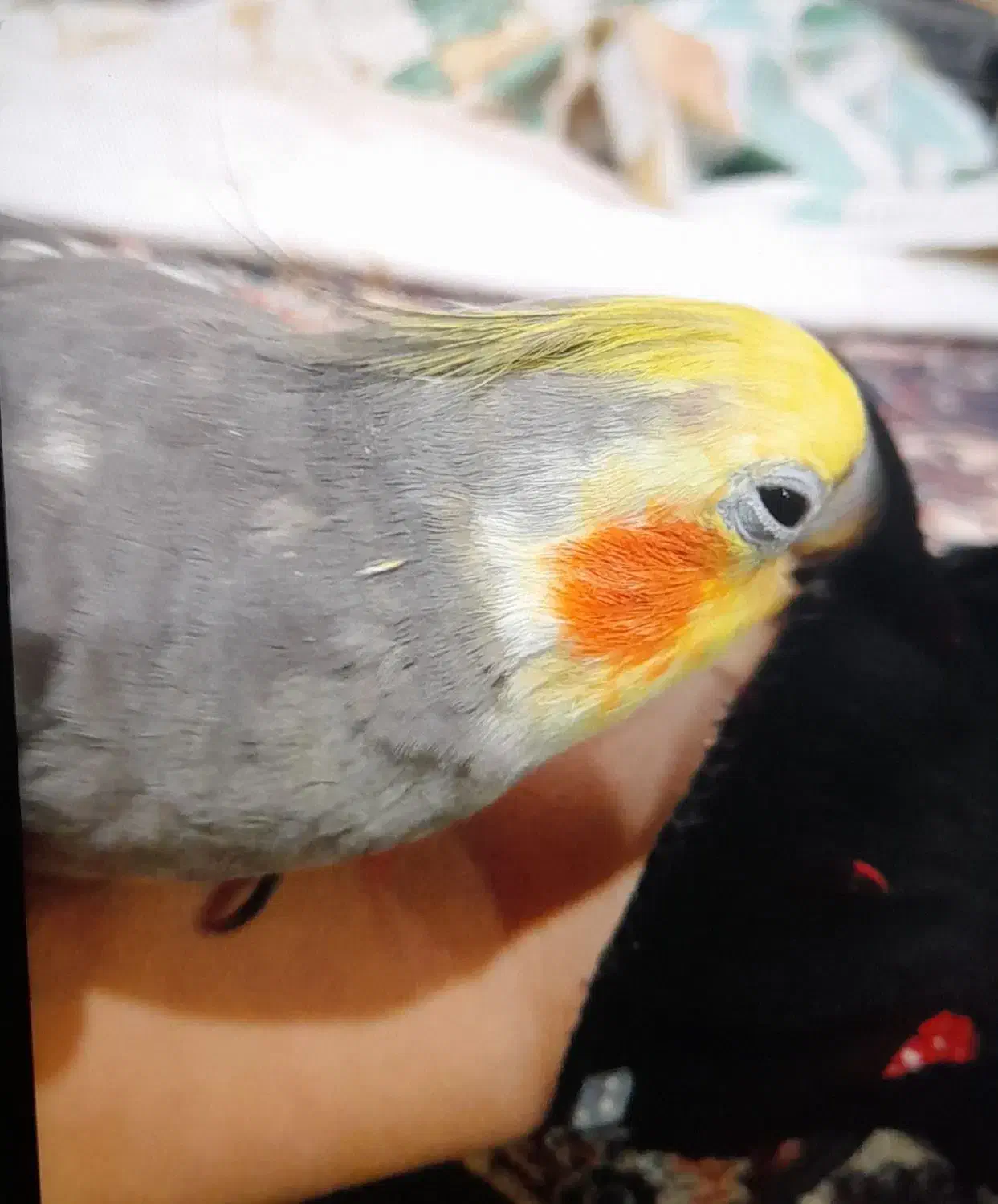 یک عروس هلندی طوسی زردرنگ گمشده امروز|حیوانات|میبد, |دیوار