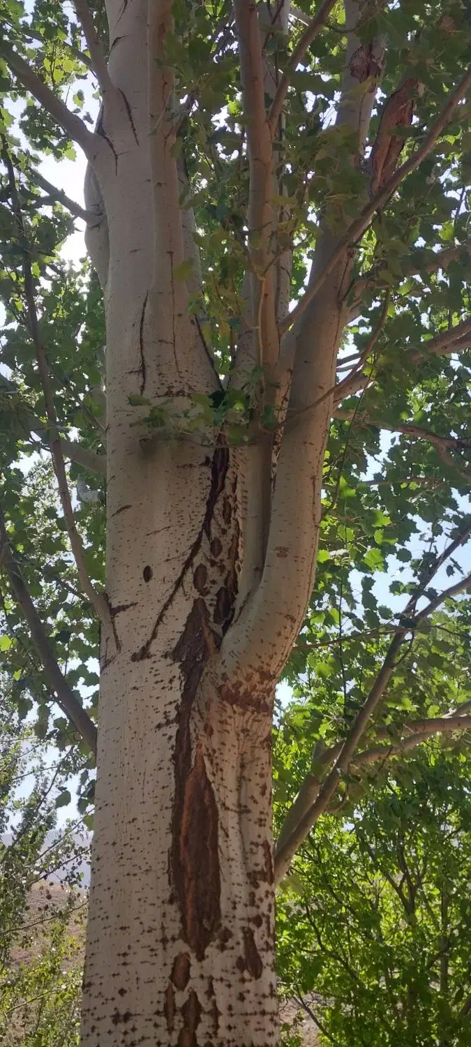 درخت کبوده وگردو|گل و گیاه طبیعی|شهرکرد, |دیوار