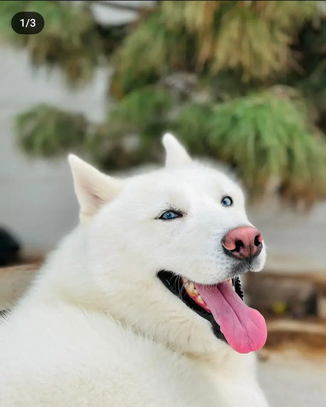 واگذاری یامعاوضه هاسکی خالص چش یخی باسه تاتوله|سگ|جم, |دیوار