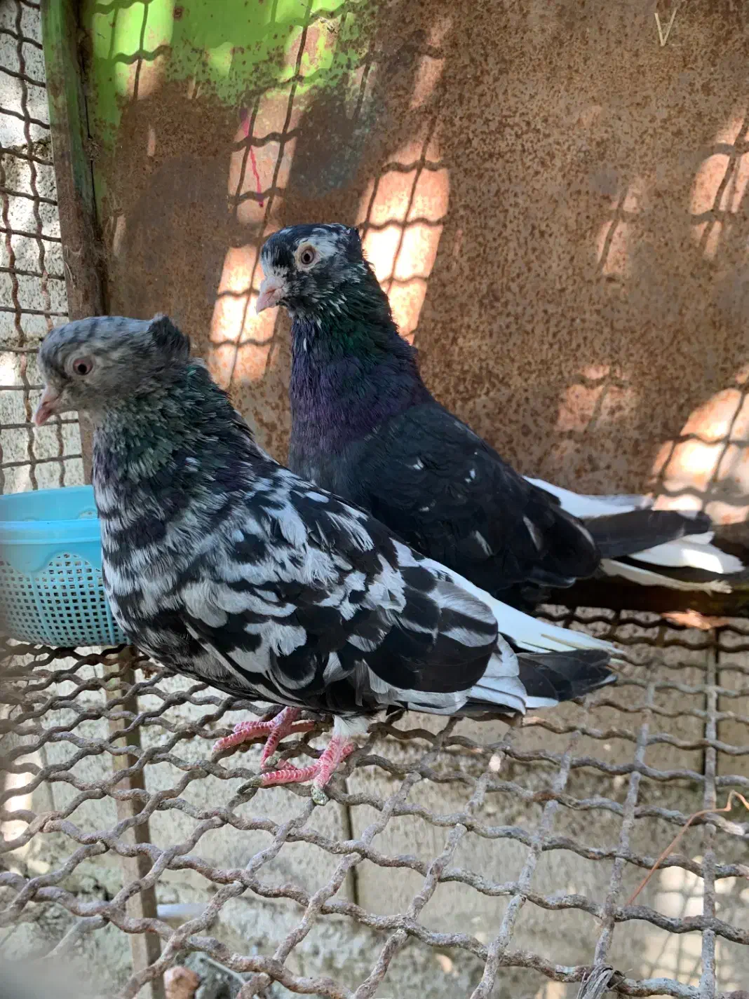 جفت دم‌سفید عطیقه|پرنده|گنبد کاووس, |دیوار