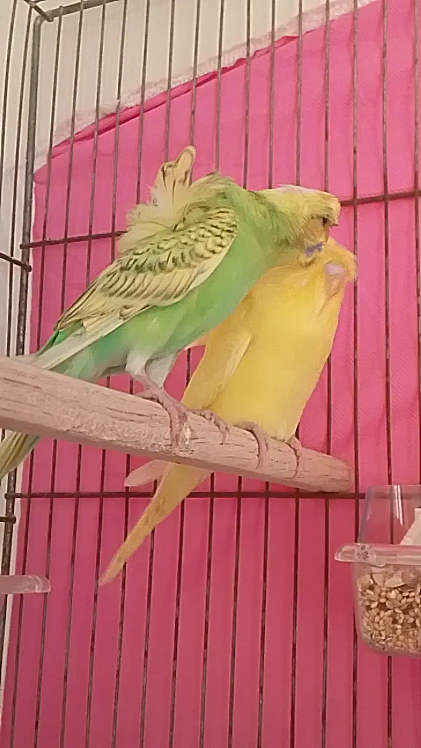 مرغ عشق پروانه ای،سهره،قناری|پرنده|مشهد, کوی ولیعصر|دیوار