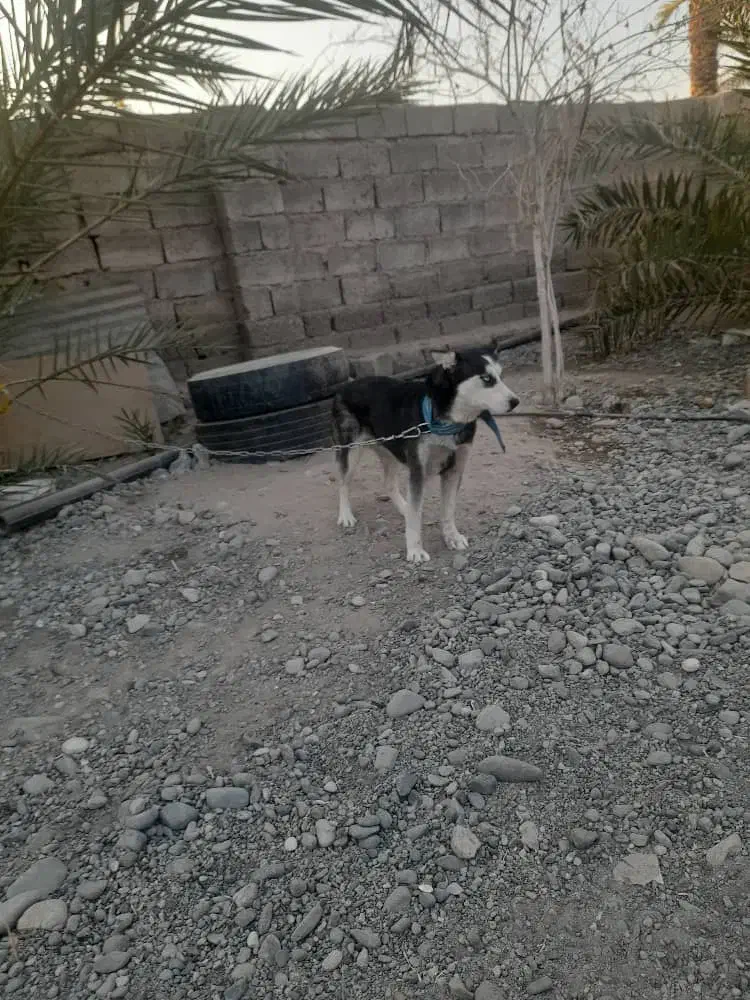 سلام هاسکی ماده شش ماه ۵ملیون|سگ|جیرفت, |دیوار