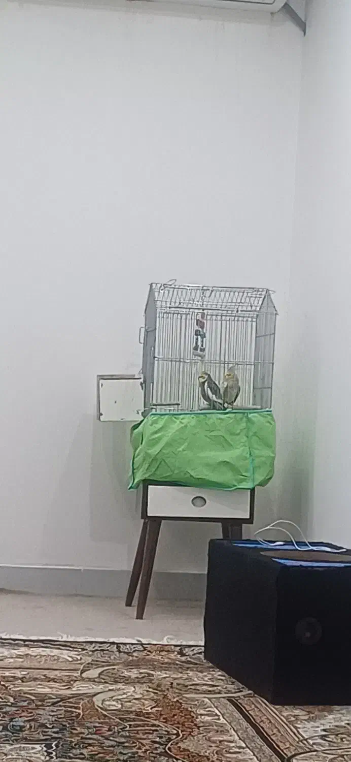 دو عدد عروس هلندی|پرنده|دهلران, |دیوار