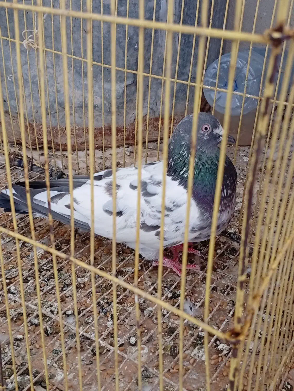 کبوتر خوب|پرنده|خورموج, |دیوار