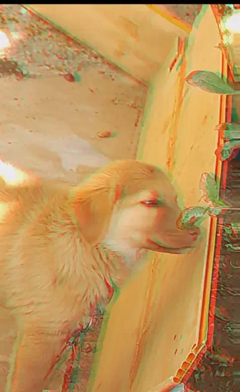 سگ فروشی|سگ|زاهدان, |دیوار