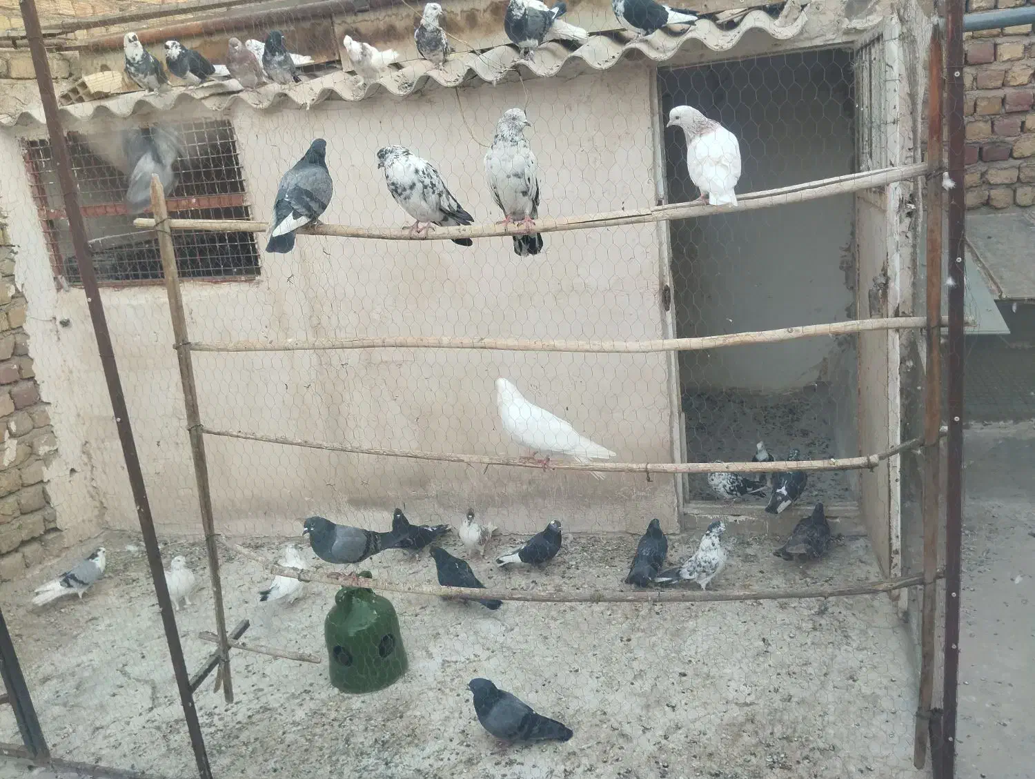 کفتر پرشی ،یاهو،سرور،طوقی،|پرنده|قم, نیروگاه|دیوار
