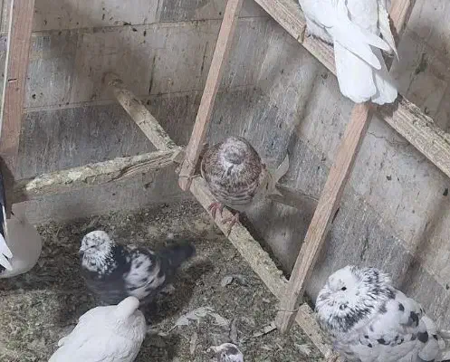 سرور نر کبکی تیر|پرنده|تهران, امام زاده عبدالله|دیوار