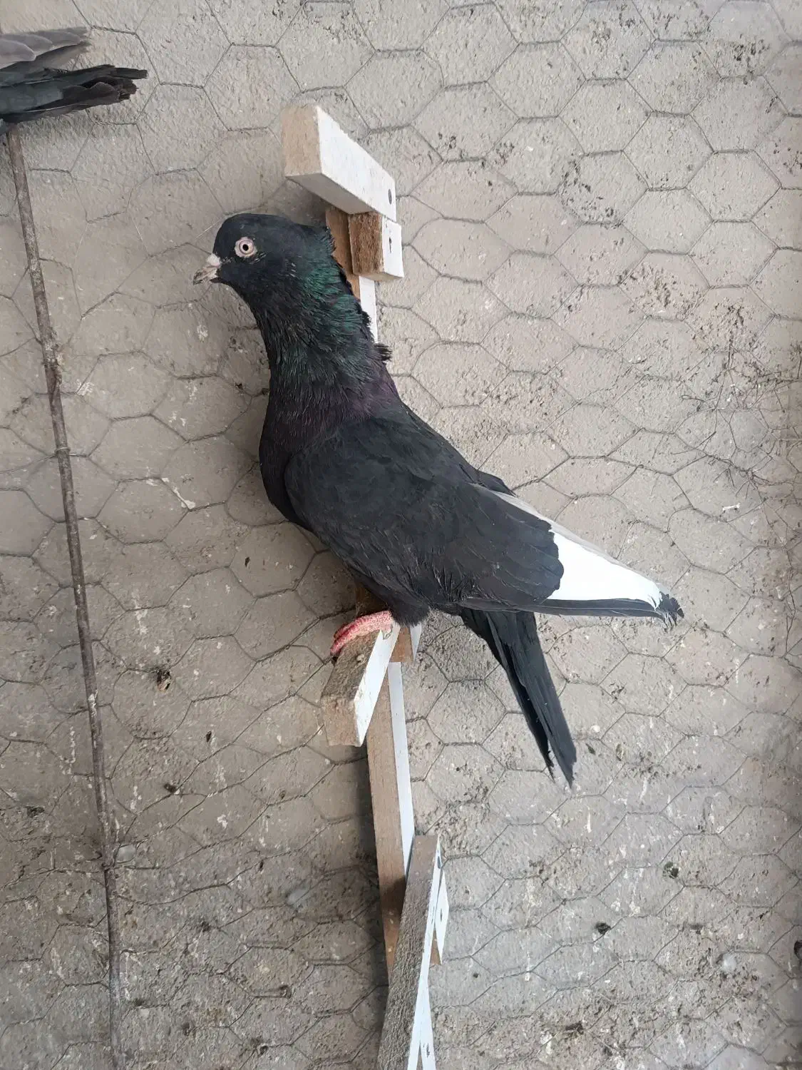 چند عدد بهبهانی|پرنده|فسا, |دیوار