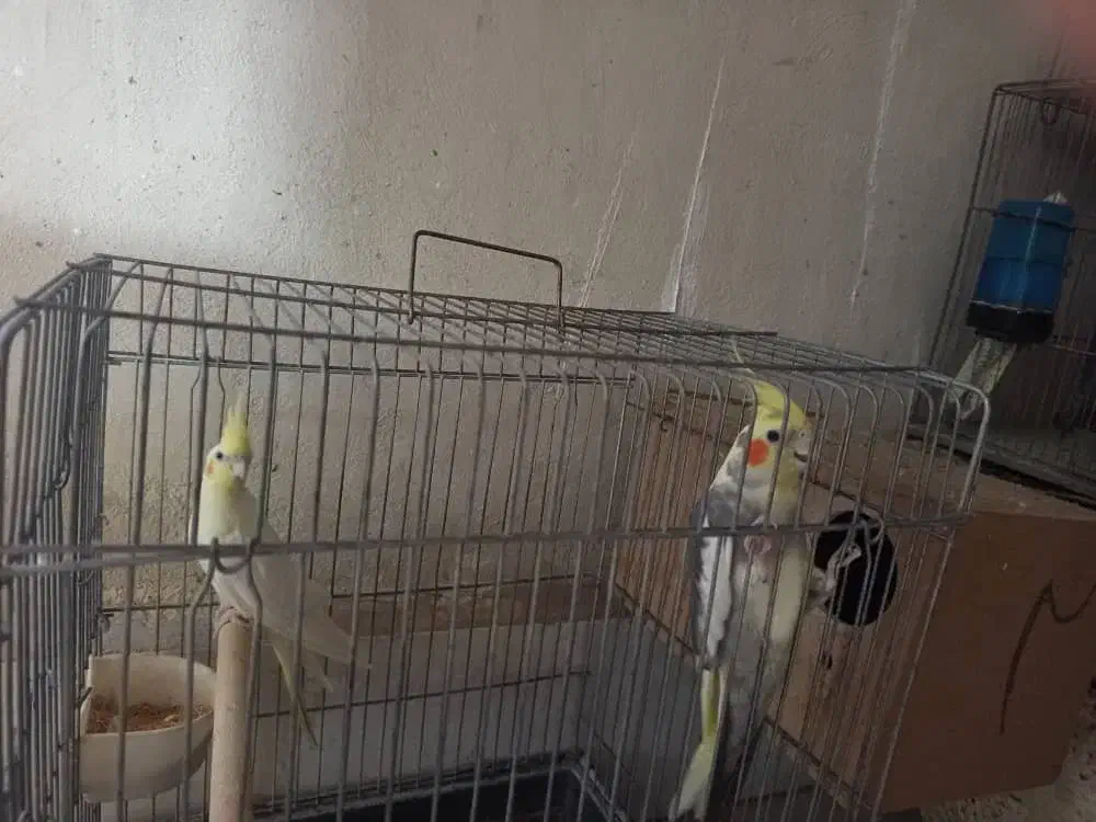 جفت عروس هلندی|پرنده|کرمان, |دیوار