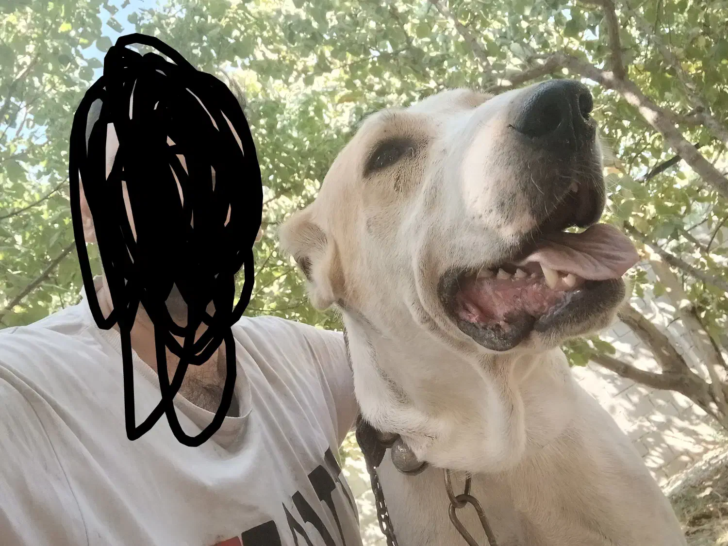 سگ نگهبان، افغان آلابای|سگ|شهریار, شهریار|دیوار