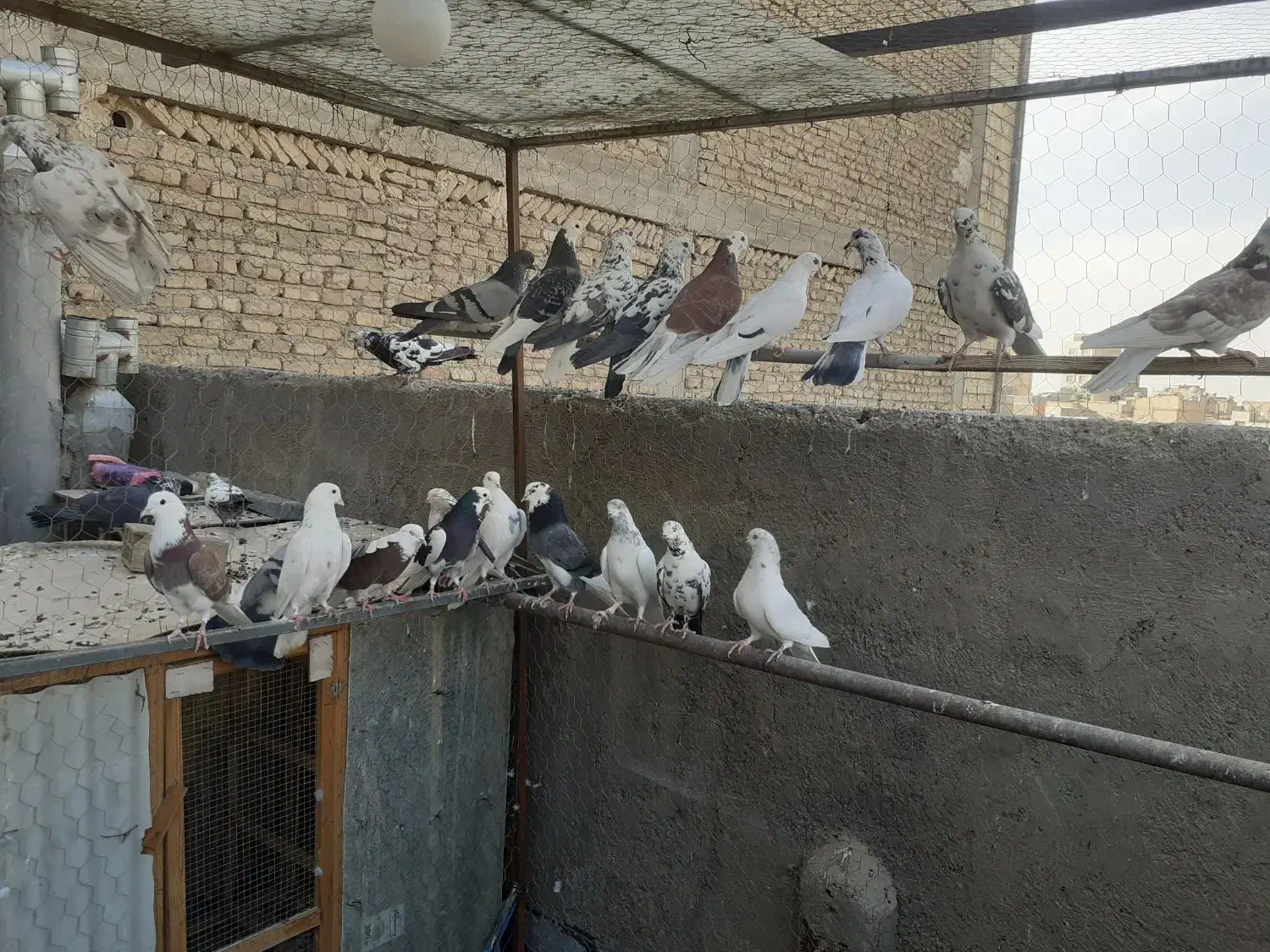 کبوتر شازده|پرنده|شهریار, شهرک مصطفی خمینی|دیوار