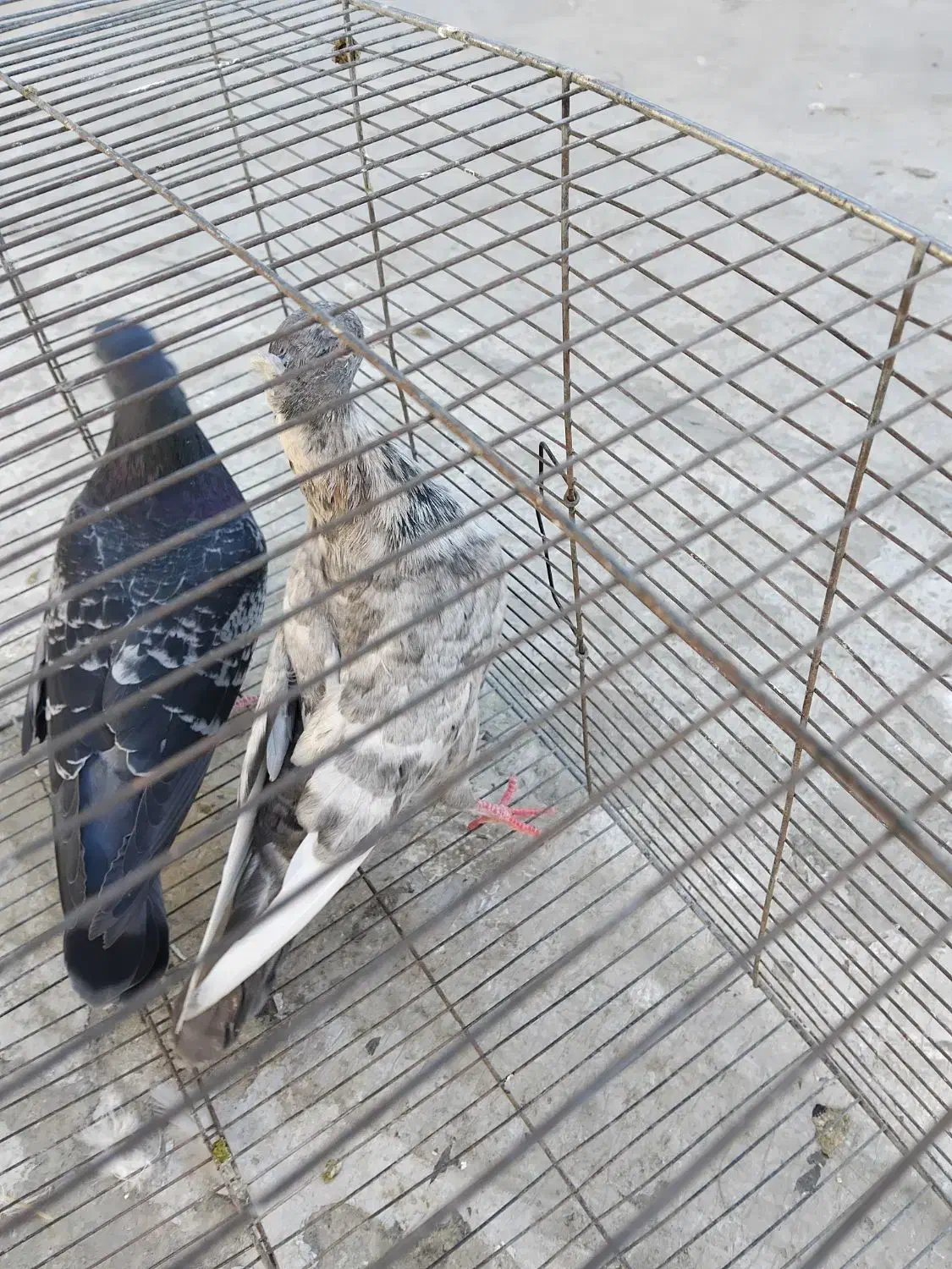 کبوتر فروشی|پرنده|شیروان (خراسان), |دیوار