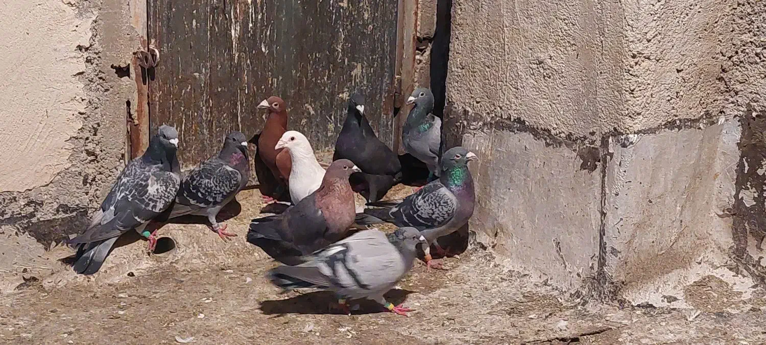 کفتر|پرنده|شیراز, کوزه گری|دیوار