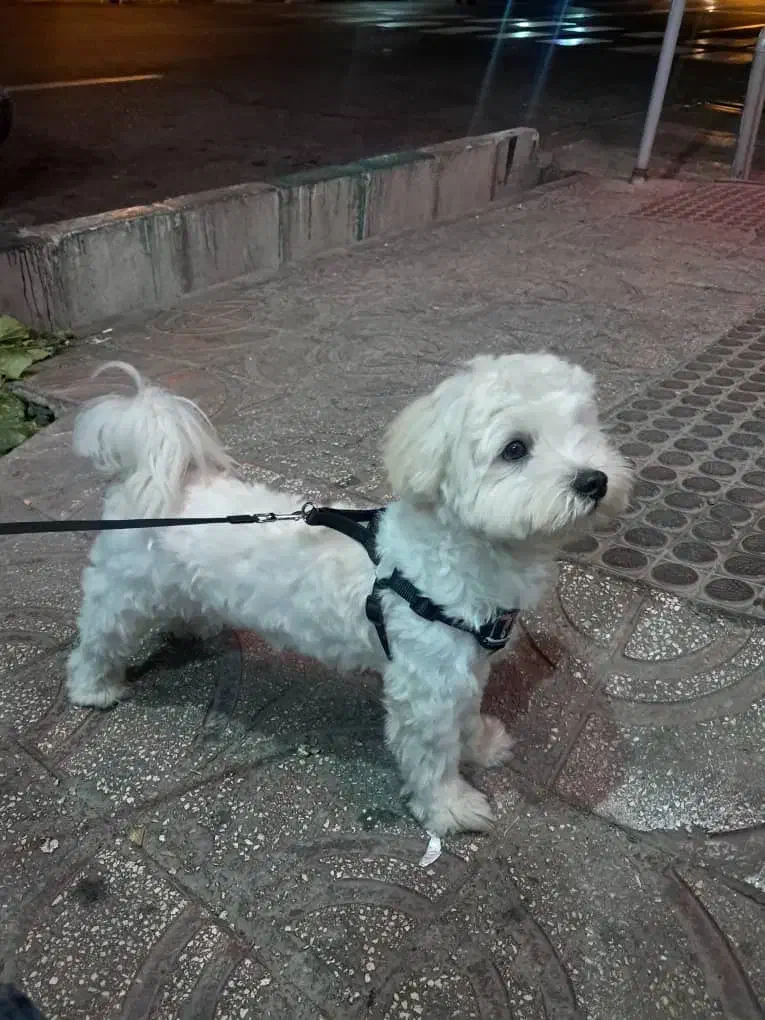 شیتزو مالتیز پسر ۹ ماهه|سگ|تهران, شهرک چیتگر|دیوار