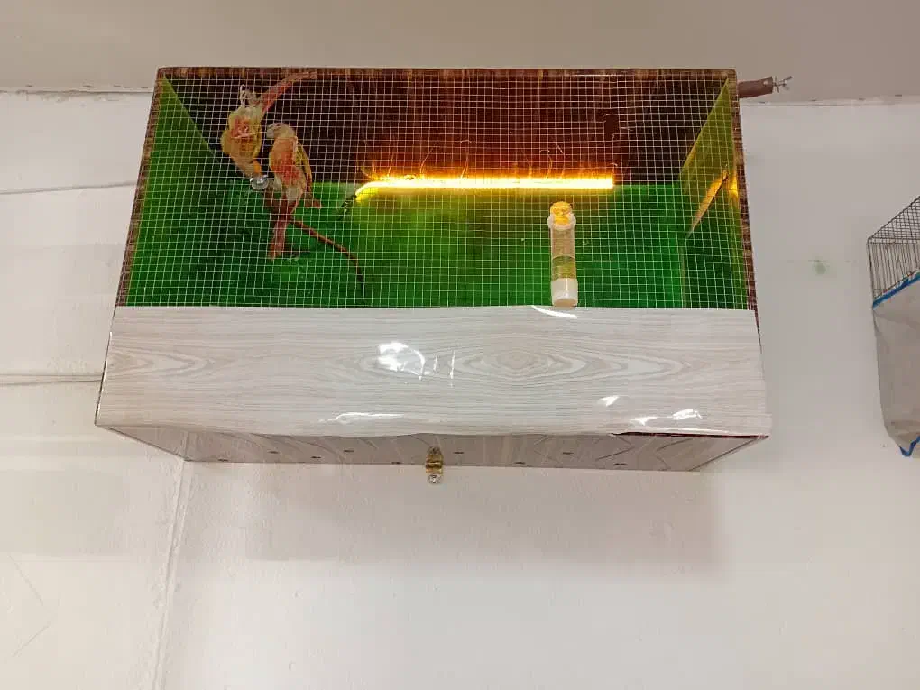 یک عدد قفس پرنده . تمیز و سالم و مطمئن|لوازم جانبی حیوانات|نقده, |دیوار