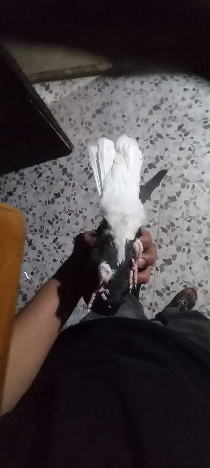 کفتر|پرنده|کارون, |دیوار