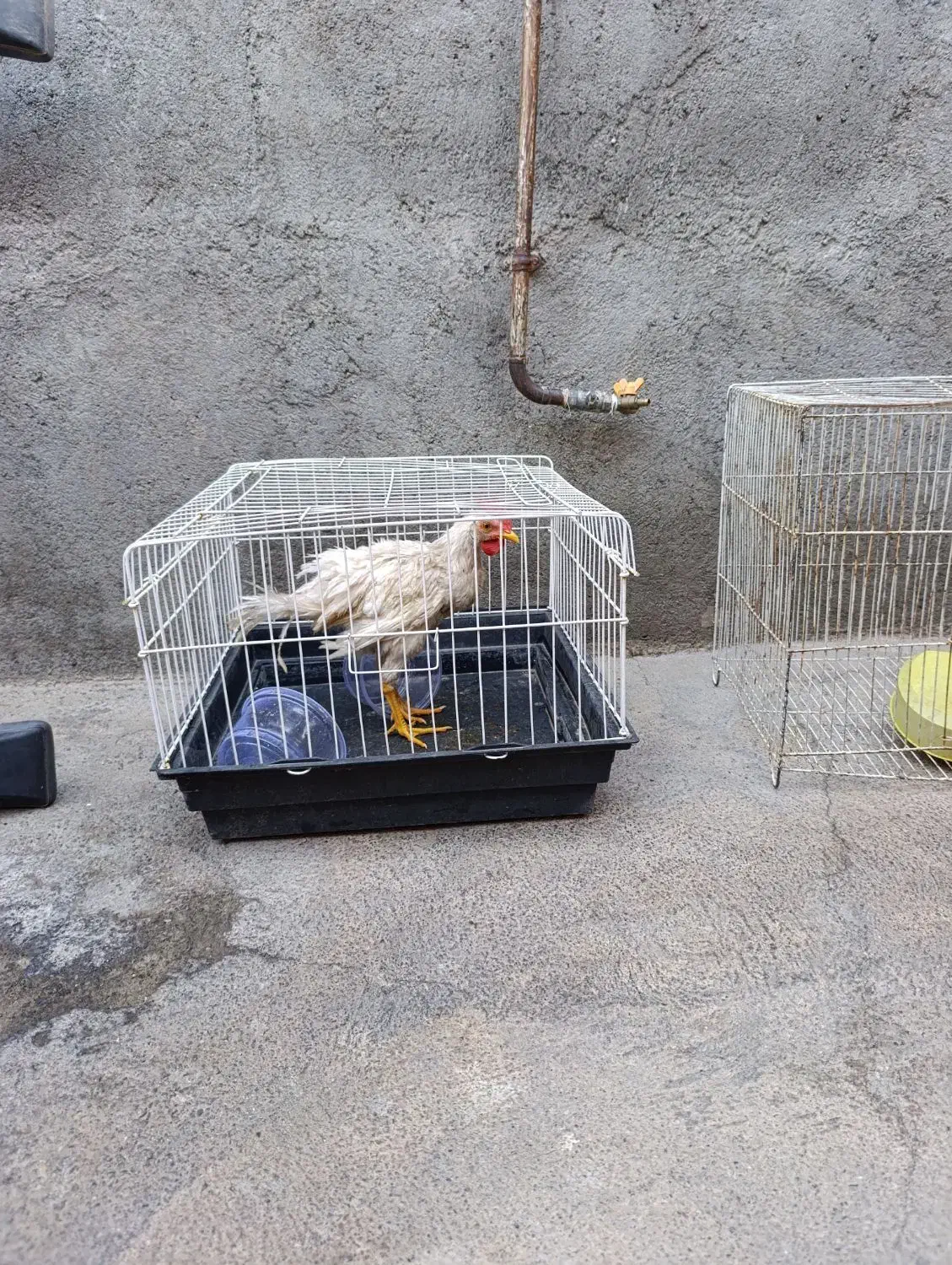 قفس دوتاس|لوازم جانبی حیوانات|خوی, |دیوار