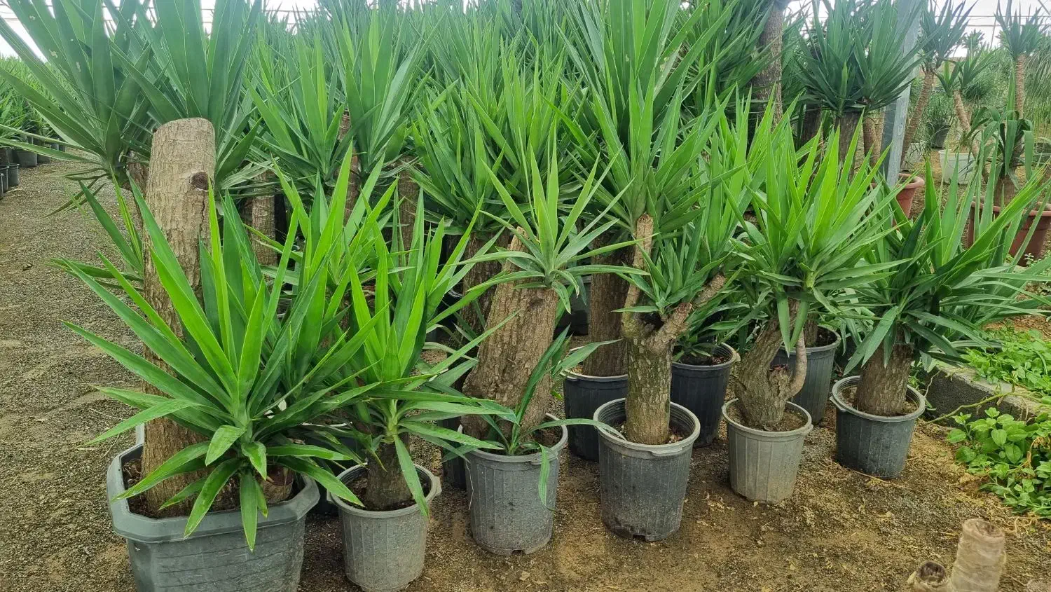 فروش یوکا خرده و عمده در تهران|گل و گیاه طبیعی|ری, سیزده آبان|دیوار