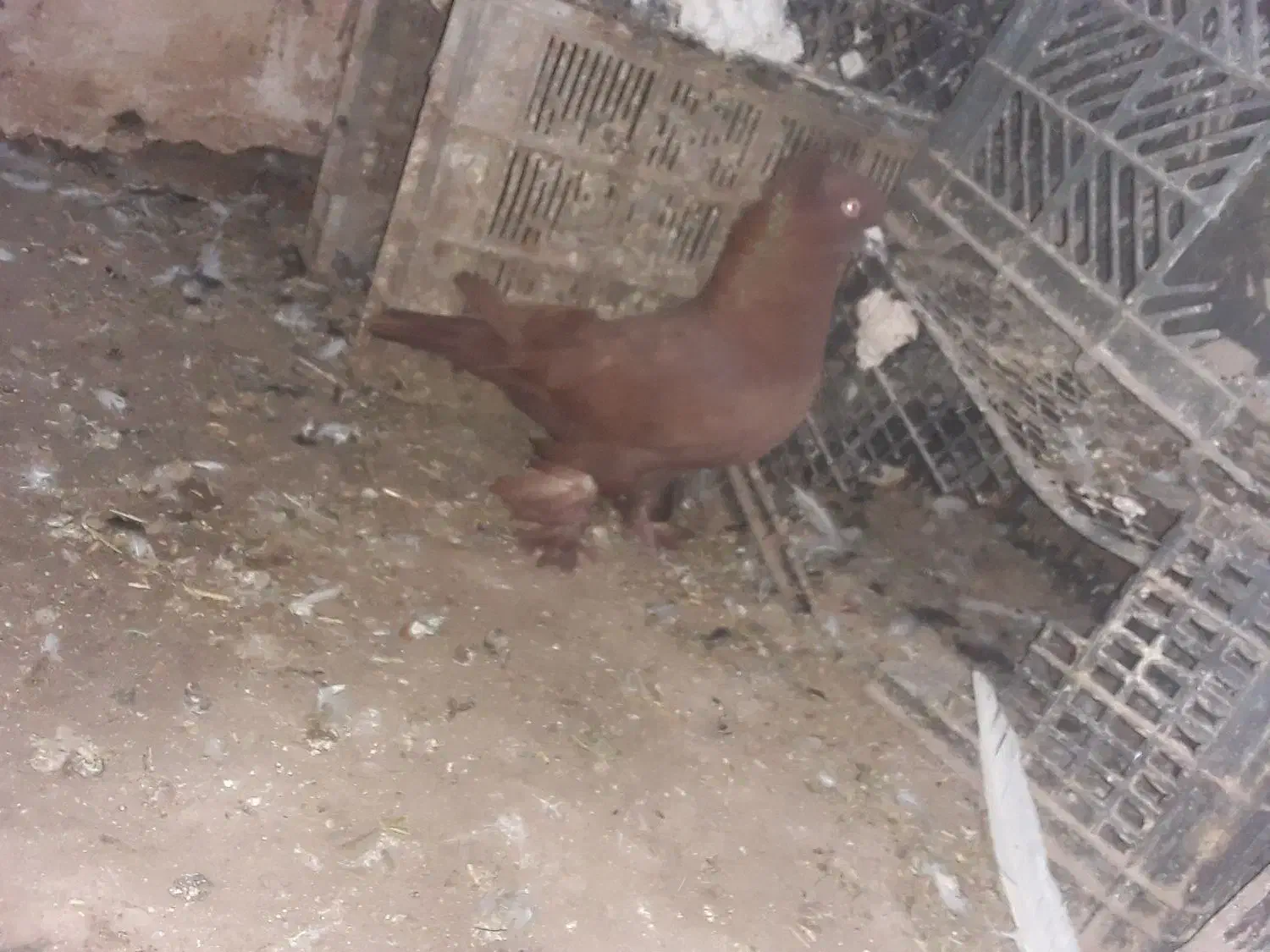 کبوتر پرشی|پرنده|قیدار, |دیوار