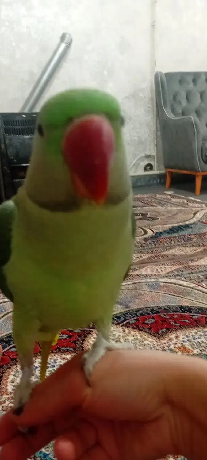 شاه طوطی اسکندری|پرنده|اردبیل, |دیوار