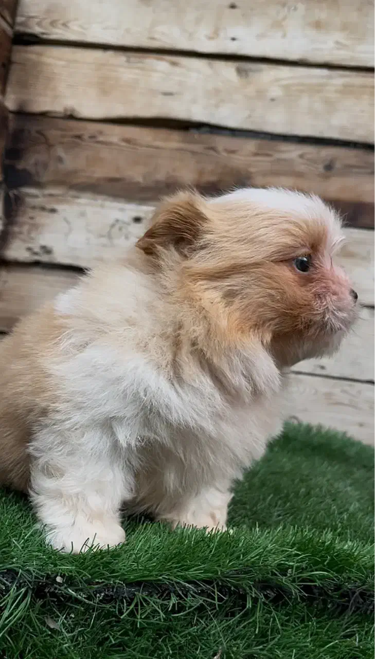 واگذاری شیتزو‌کراس|سگ|چالوس, |دیوار