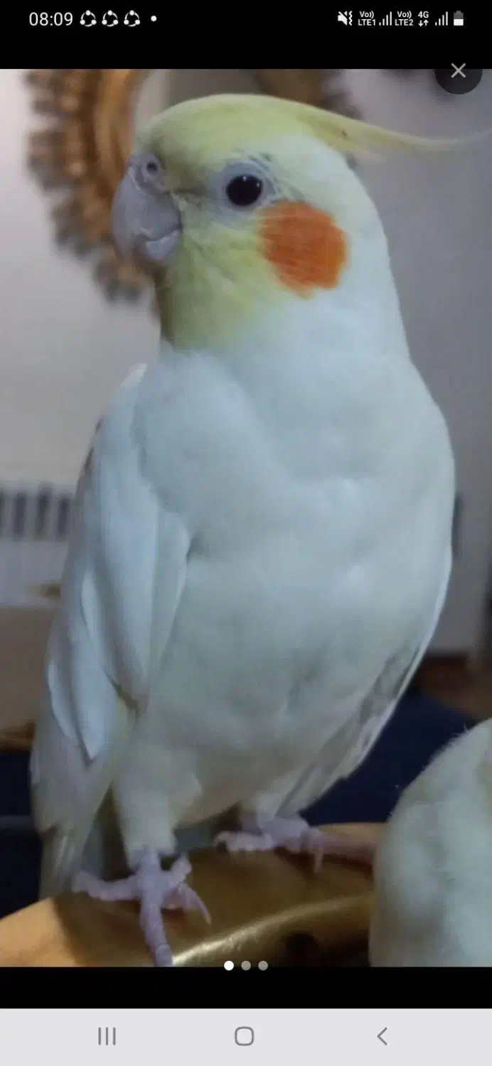 یک جفت عروس هلندی گمشده|پرنده|تهران, کوثر|دیوار