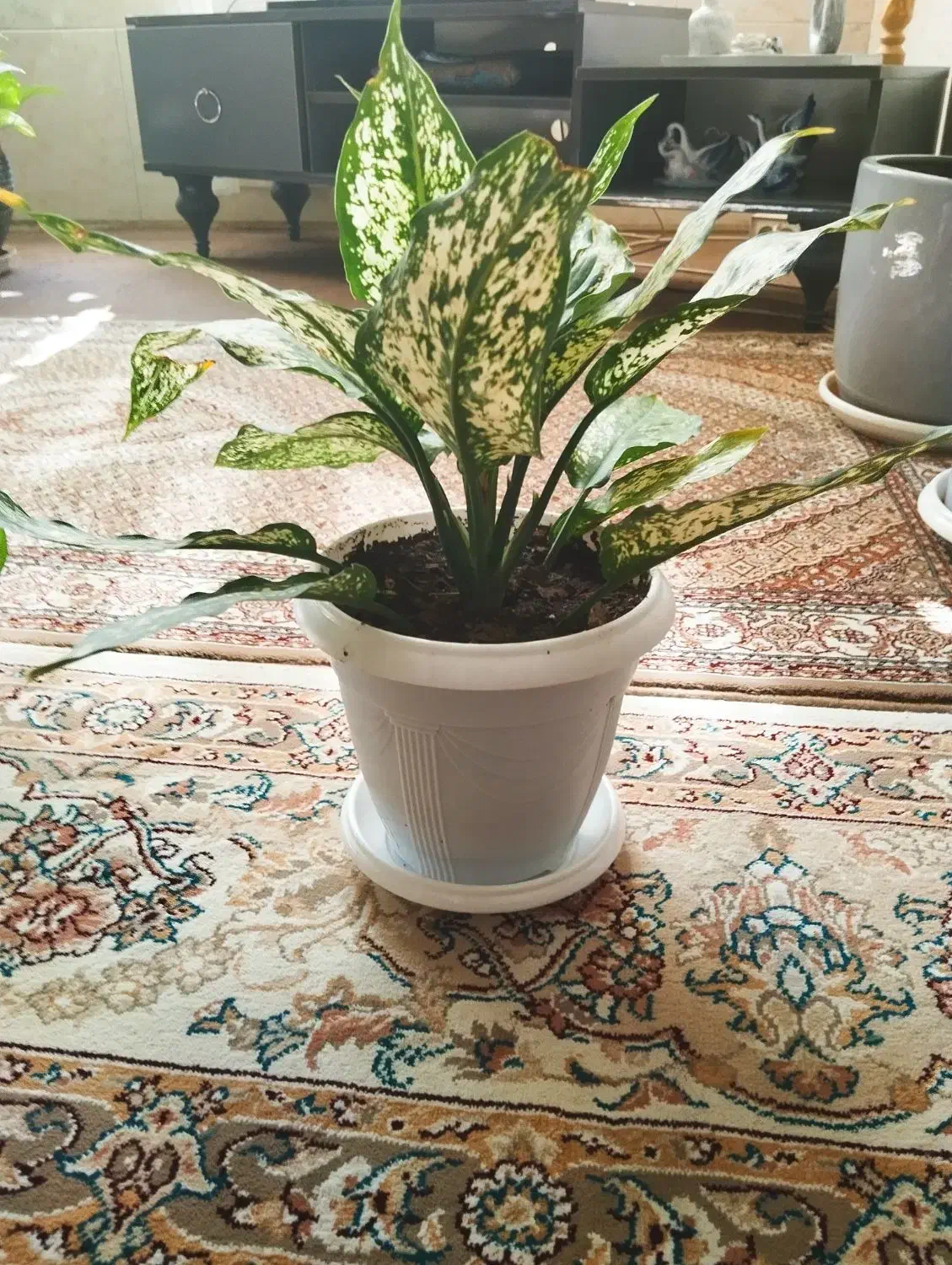 گل دیفن باخیا|گل و گیاه طبیعی|شیراز, شهرک مهرگان|دیوار