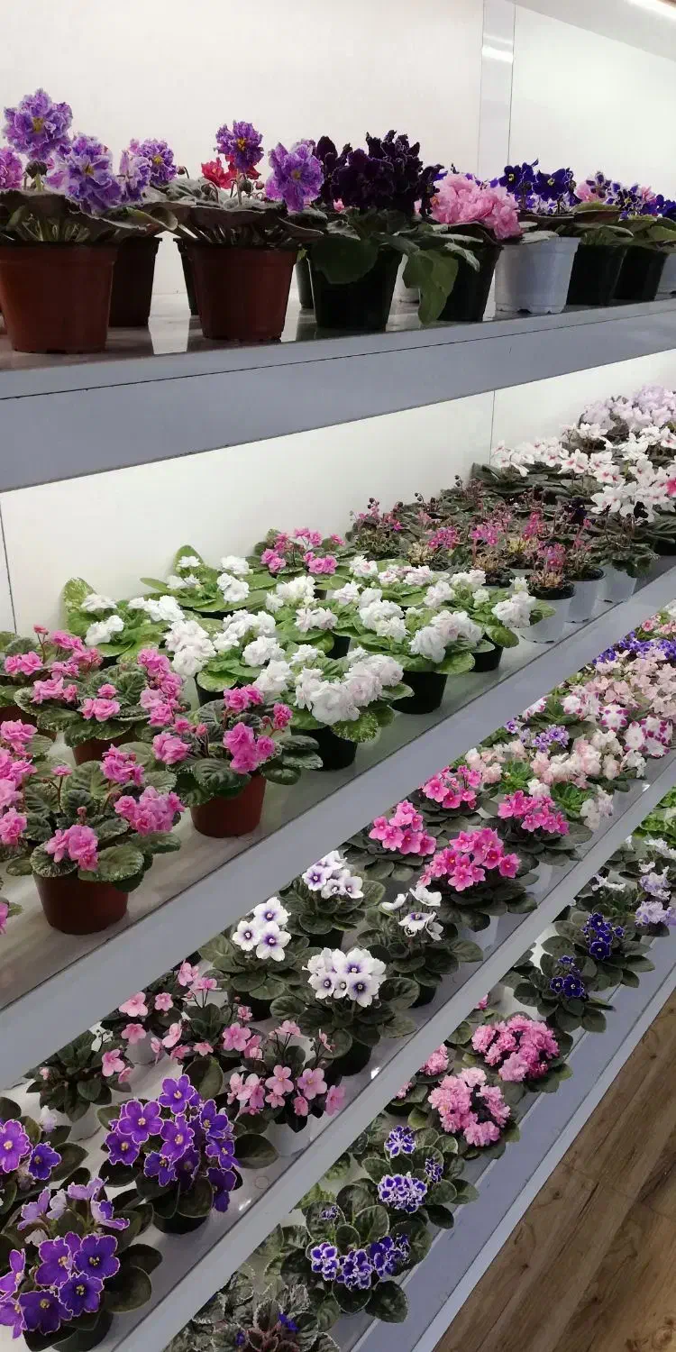 خاصترین بنفشه های ایران با تنوع 420 واریته مختلف|گل و گیاه طبیعی|لاهیجان, گلستان|دیوار