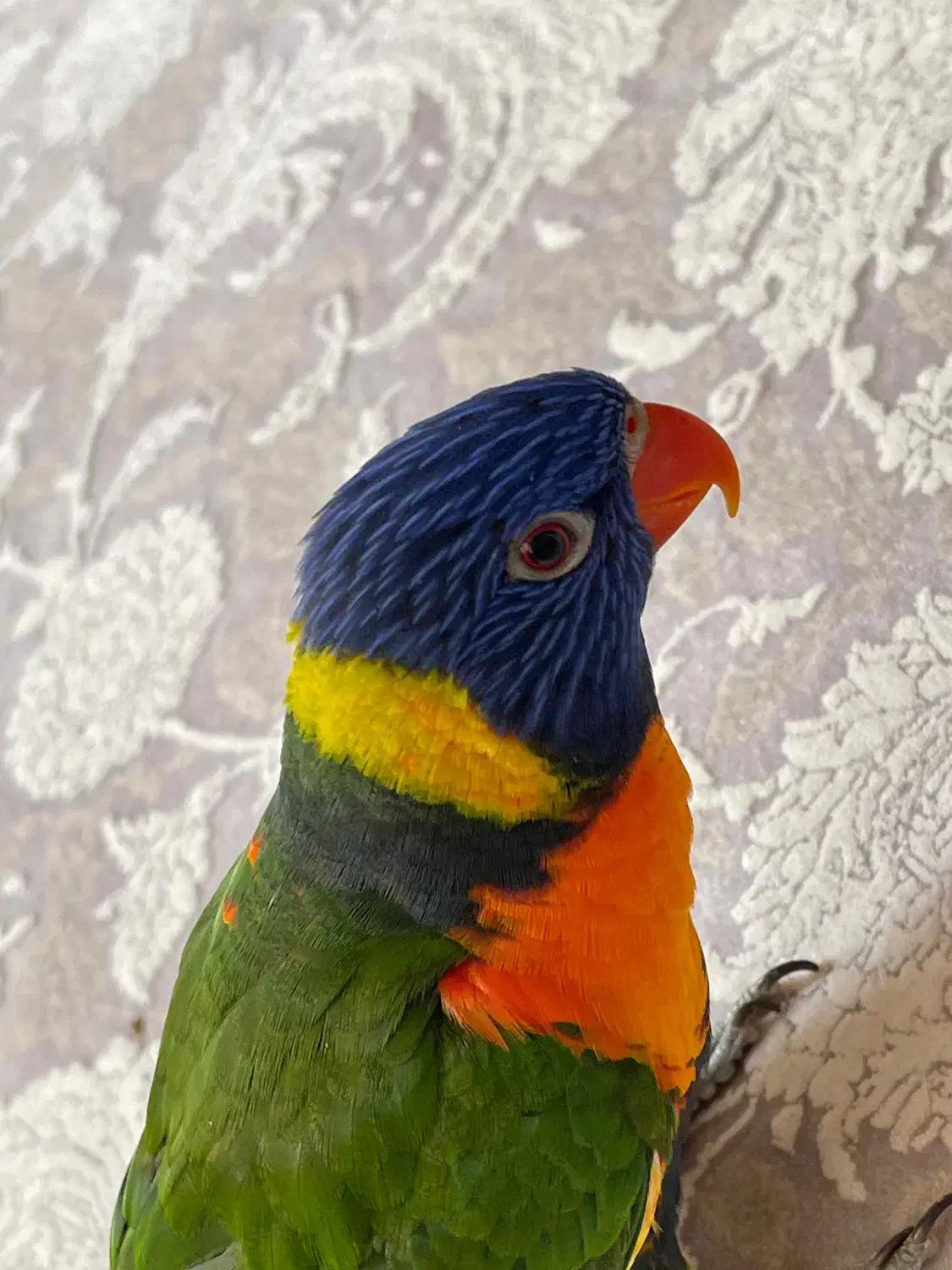 طوطی لوری|پرنده|کهریزک, |دیوار