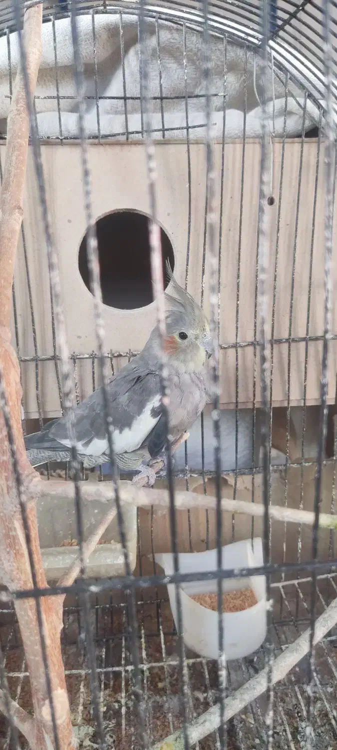 ۲ سال که دارم تنها هستش میخوام بفروشم|پرنده|گنبد کاووس, |دیوار