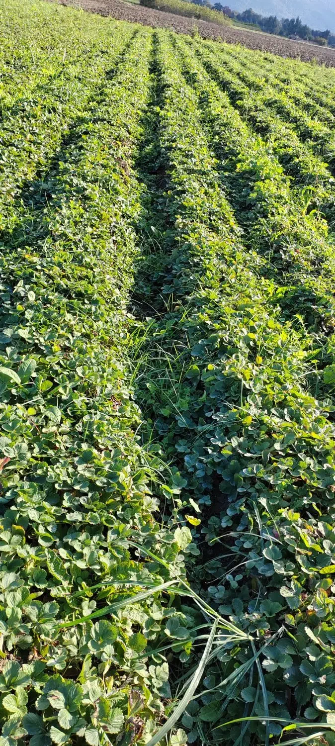 فروش نهال سابرینا نی ده میلیون تومان|خدمات باغبانی و درختکاری|دلند, |دیوار