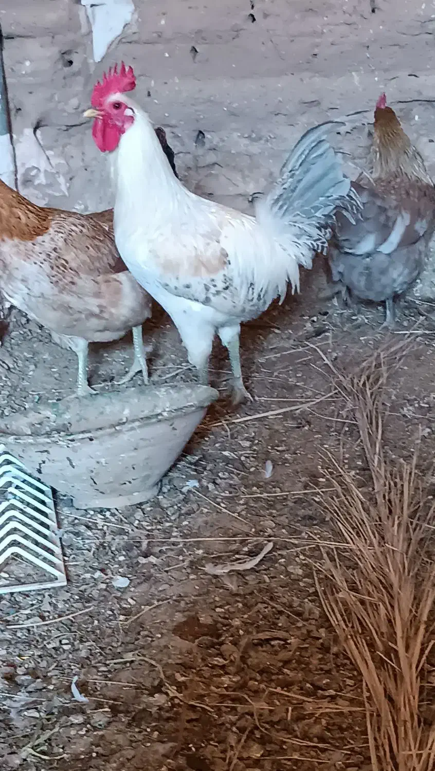 خروس نژاد براکل|حیوانات مزرعه|اردکان, |دیوار