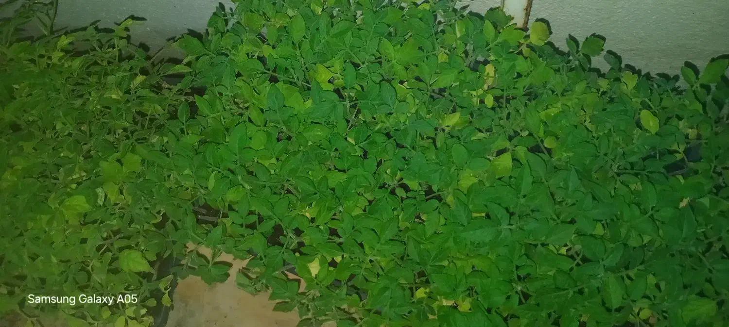 نشا گوجه.بادمجان و...|گل و گیاه طبیعی|شیراز, رکن‌آباد|دیوار