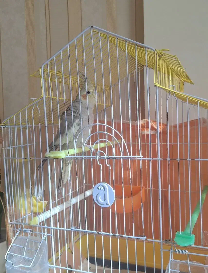 عروس هلندی|پرنده|مشهد, نیروی هوایی|دیوار