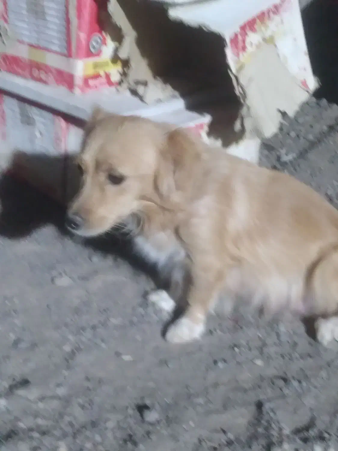 براایسگ توله بامادرشون|سگ|بم, |دیوار