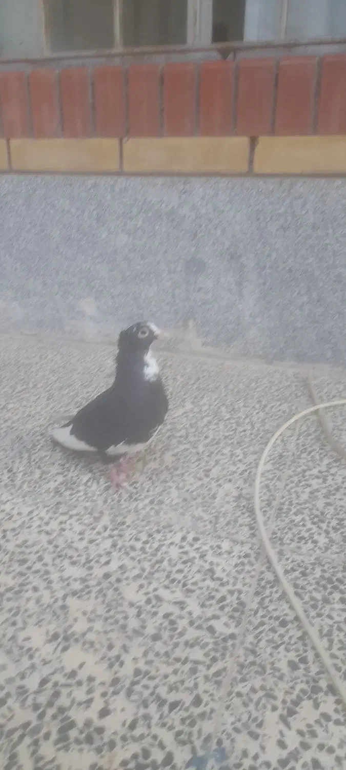 کفتر پلنگ|پرنده|کرمان, |دیوار