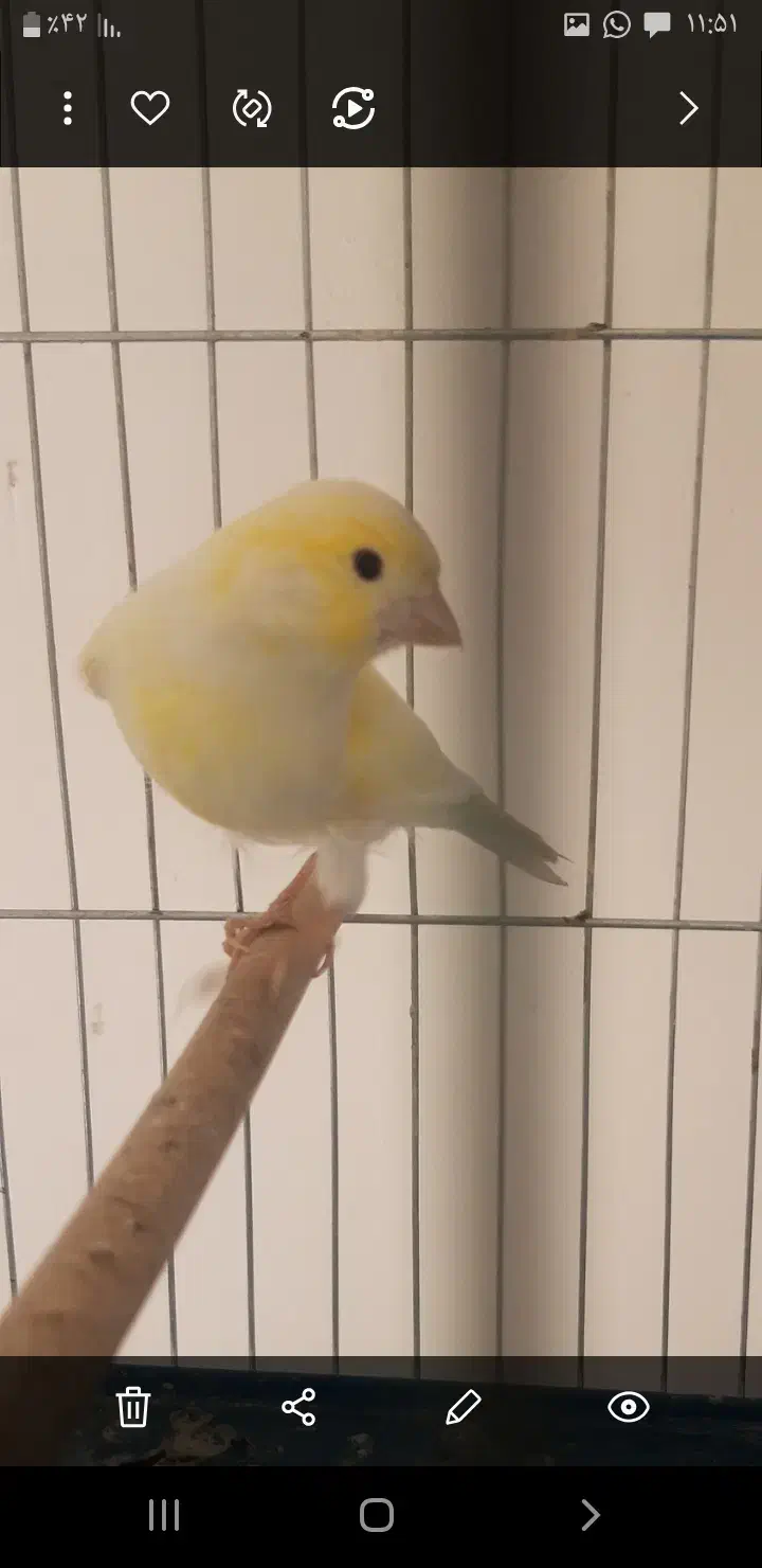 قناری بلند ورسمی|پرنده|اصفهان, سرچشمه|دیوار