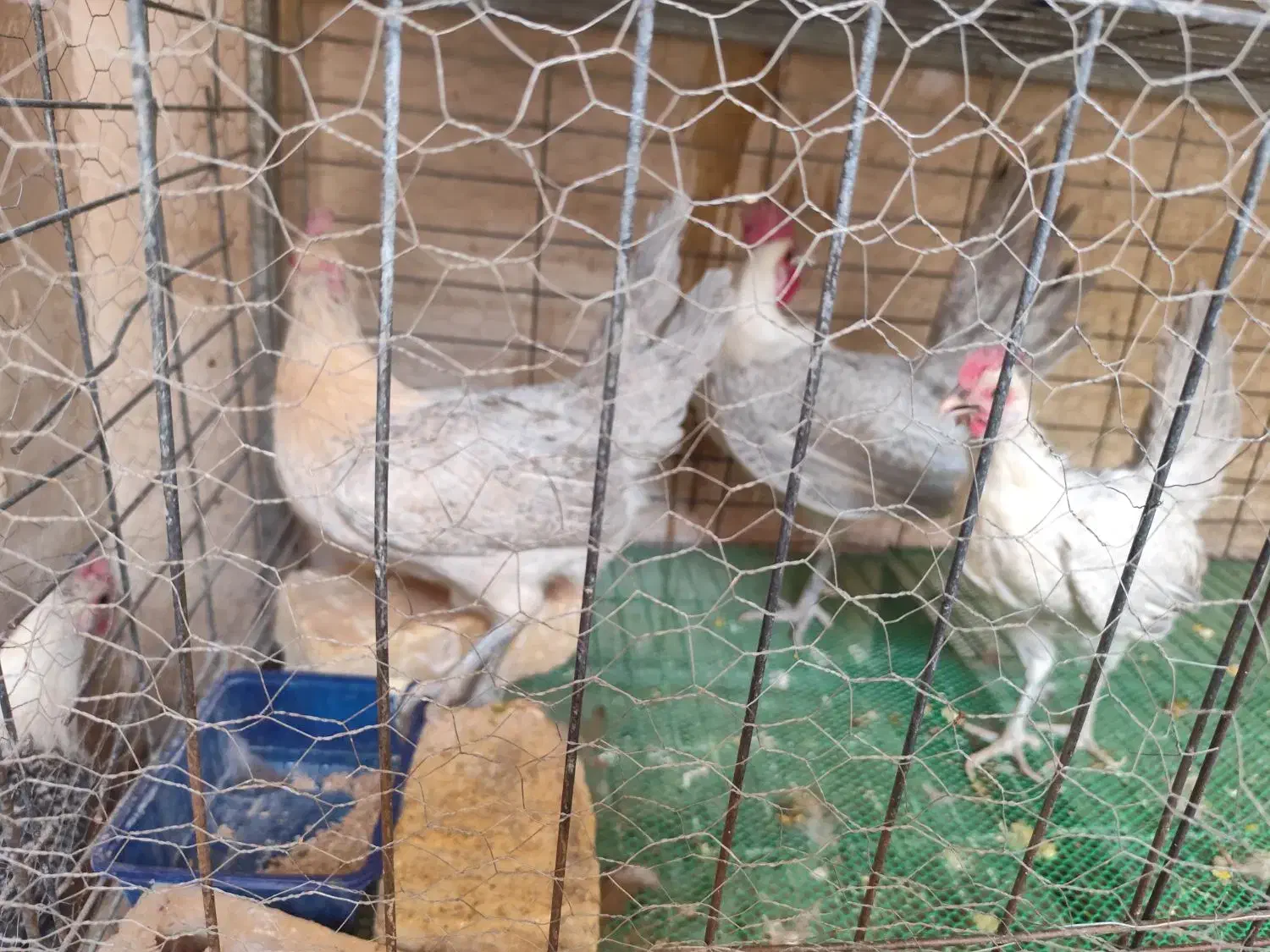 تخم نطفه دار براکل|حیوانات مزرعه|اصفهان, جاوان|دیوار