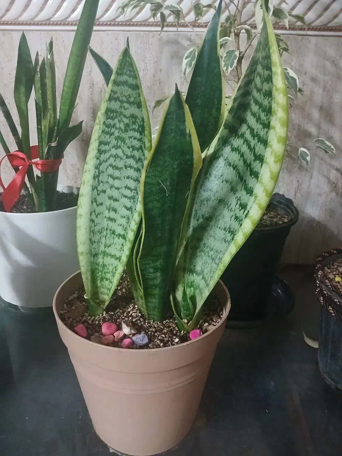 گل سانسوریا|گل و گیاه طبیعی|باقرشهر, |دیوار