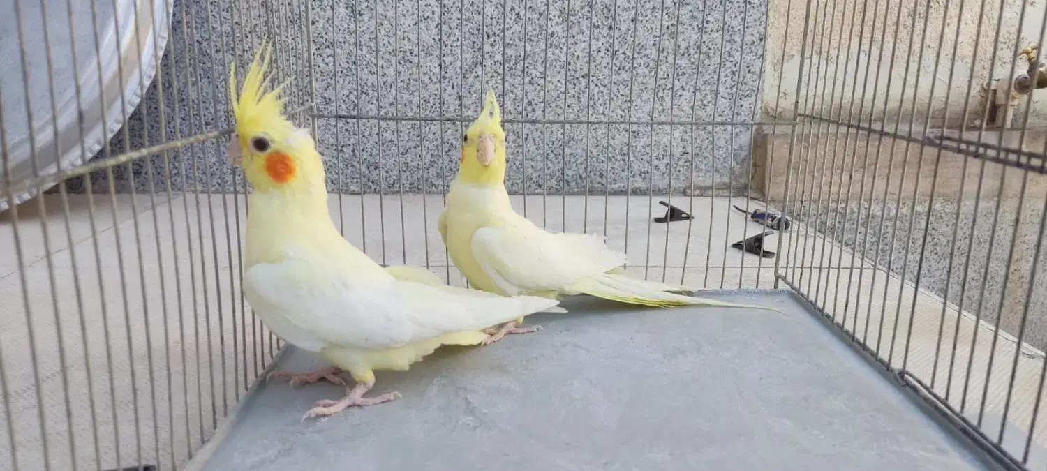 عروس هلندی نر و ماده|پرنده|ملکان, |دیوار