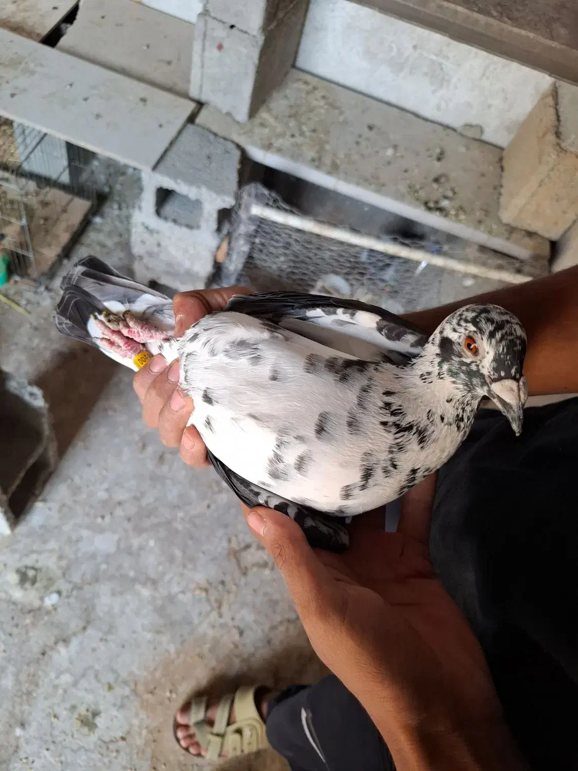 کبوتر گوره ای|پرنده|برازجان, |دیوار