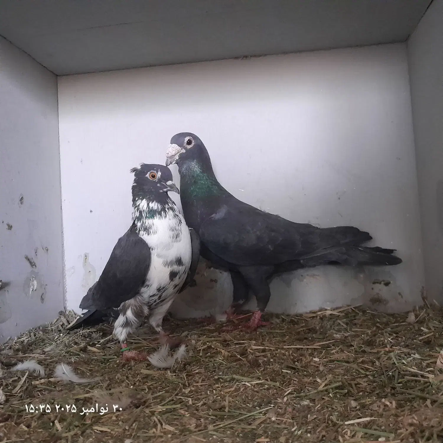 زاغ آلمانی درجه یک|پرنده|خاش, |دیوار